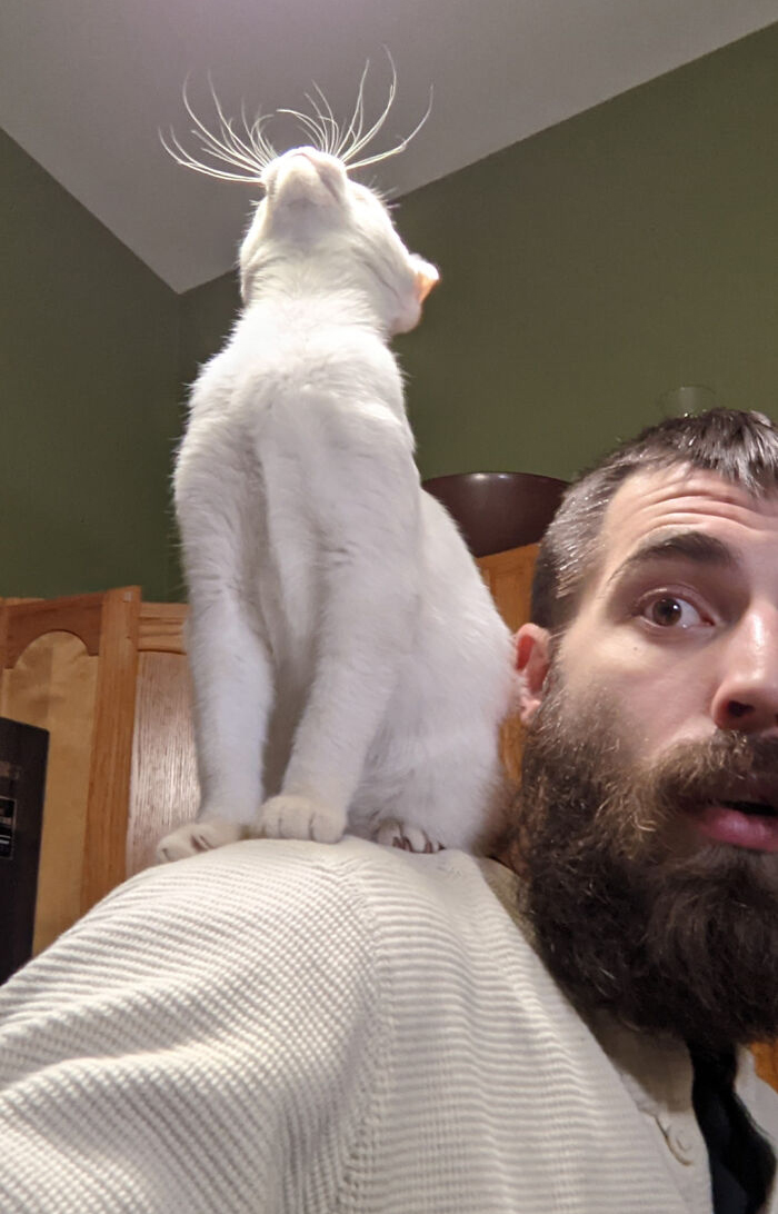 Behold The Glorious Whiskers Of Shoulder Cat