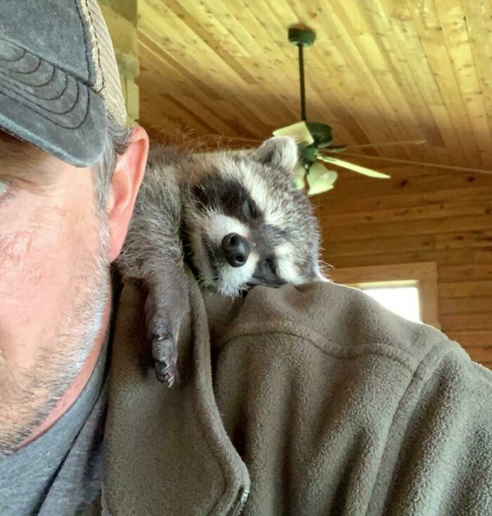 People Are Posting Their “Shoulder Animals”, And Here Are 50 Of The Cutest Ones