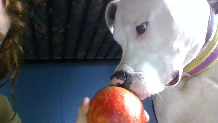 Dog Got Really Happy About The Apple