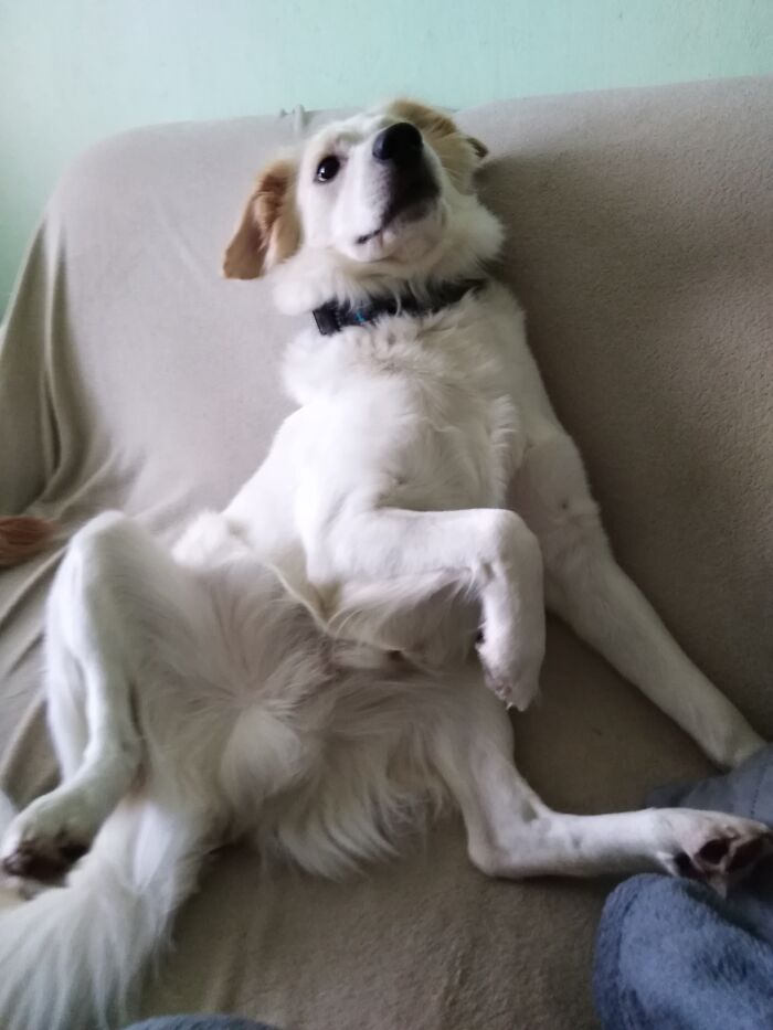 This Is How Indy Usually Sits, I Think He's Broken
