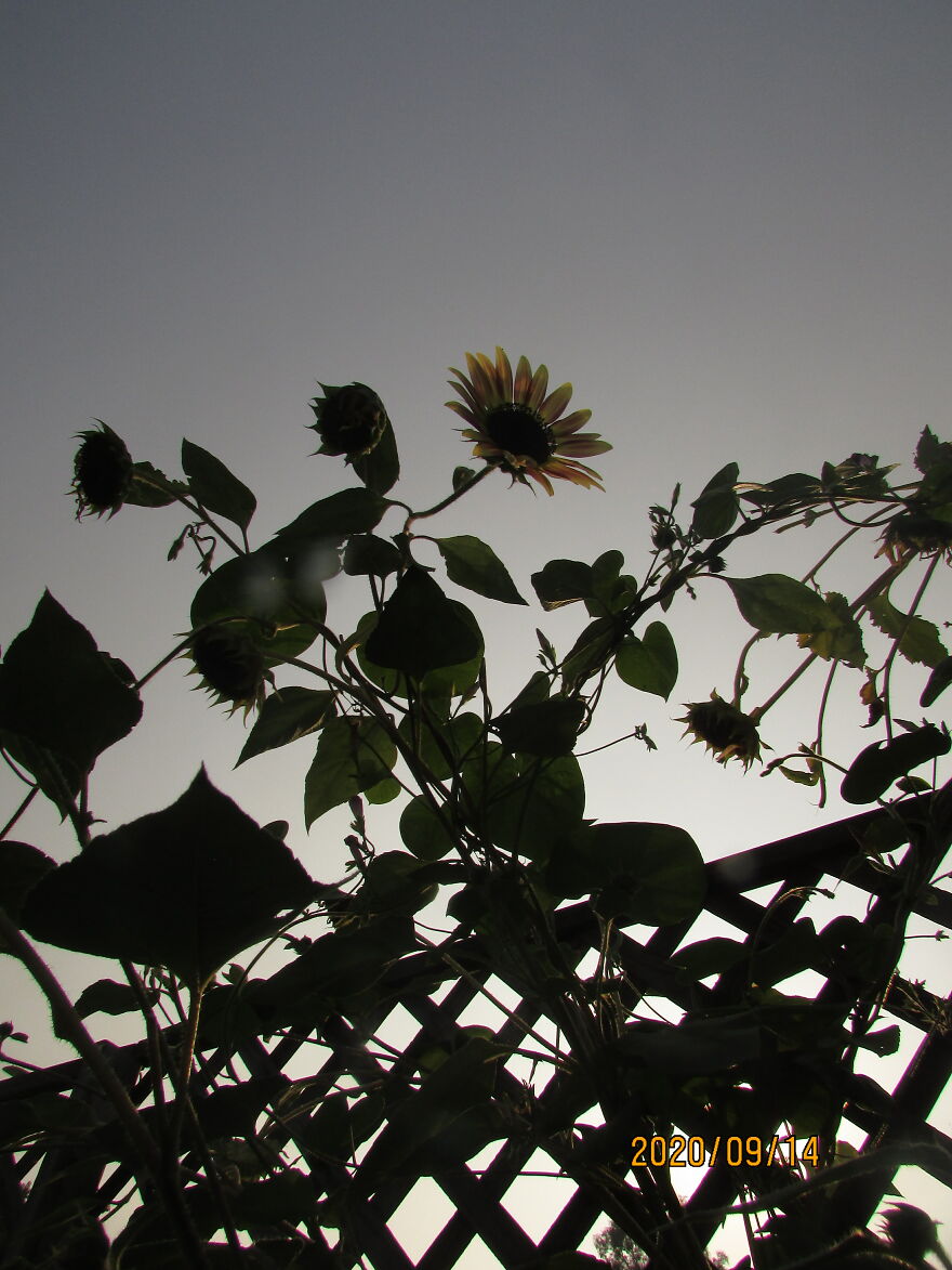 Sunflower Tangle