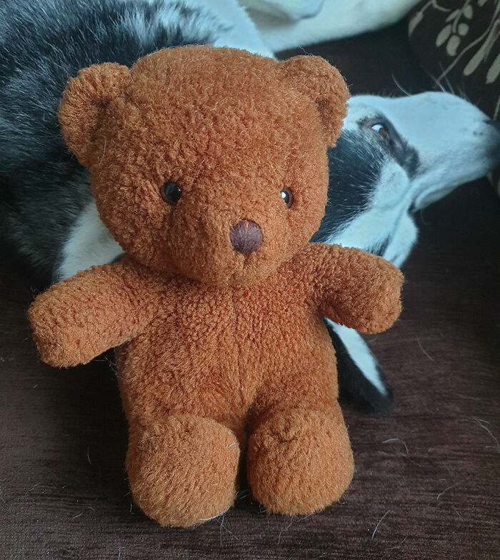 My Old Teddy Bear. Propped Up On My Dog