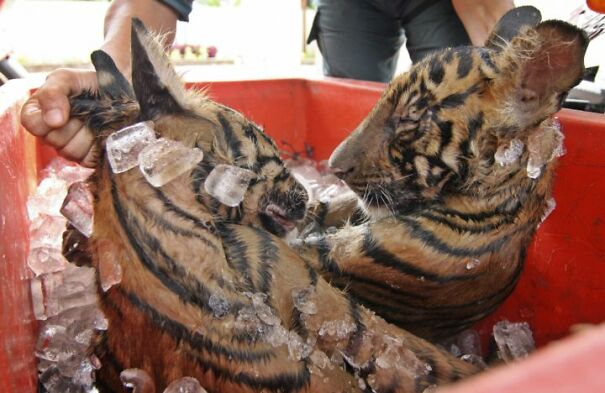 tiger-cubs-poaching-5ffc60da8b05b.jpg