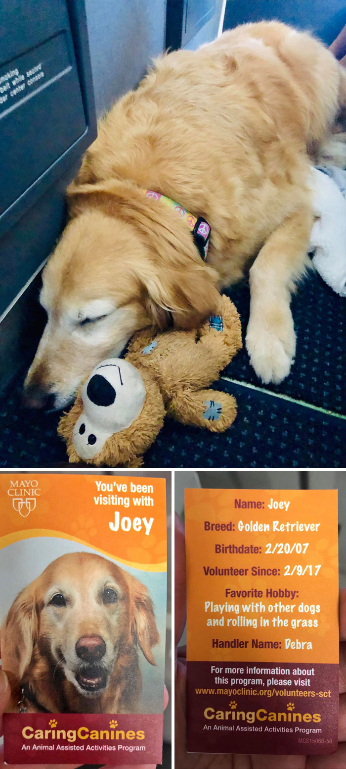 Joey The Therapy Dog Was Spotted On A Plane Taking A Well-Deserved Nap (Pic Taken With Permission). He Visits Patients In Hospitals And Even Has His Own Business Card