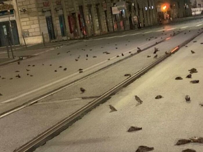 Hundreds Of Small Birds Died In The Center Of Rome, Due To The Fireworks
