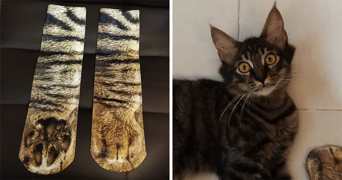 Dad Buys Socks That Look Like Cat Paws, His Daughter Shares Cats’ Priceless Reaction In A Viral Tweet