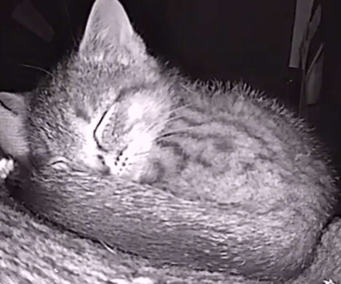 Dad Builds A Heated Cat House With Night Vision Camera To Make Sure The Stray Cats Make It Home Safely