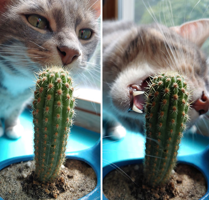 Henrik Chomped My Cactus The Other Day. I Was Taking A Picture With Him And The Puncture Marks He Left When He Went In For A Second Chomp. He's A Very Special Boy