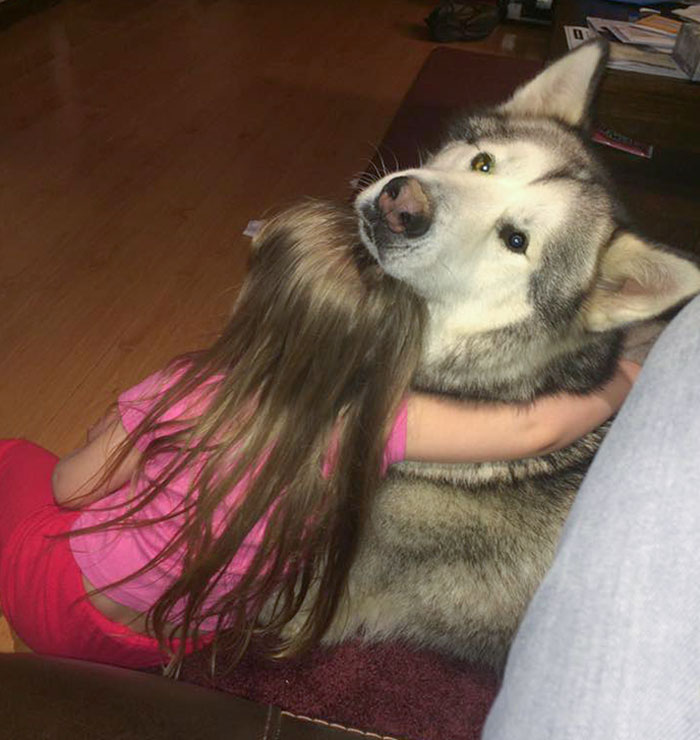 My Giant Malamute Is My Neighbor's Daughter's Best Friend. His Name Is Koda And He Loves Her Too