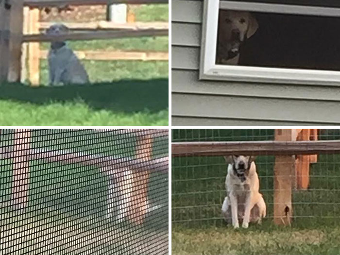 Algunas fotos del perro de mi vecino acosándome