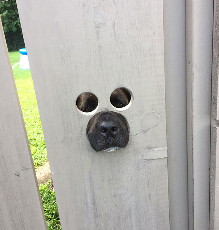 Mi vecino hizo agujeros en su valla para que su perro pudiera mirar hacia fuera