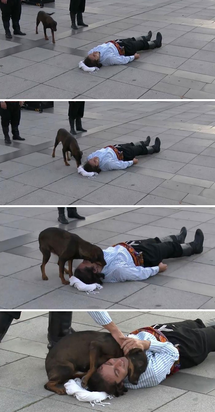 Perro callejero interrumpiendo una actuación en Turquía para ayudar a un actor que fingía estar herido