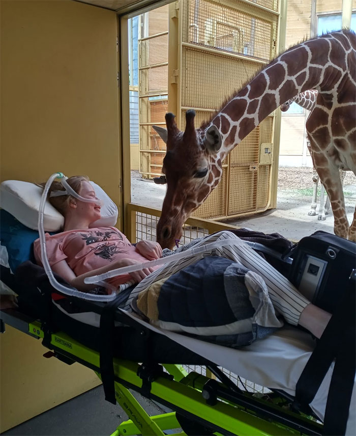 Jirafa saludando a una paciente terminal durante su último deseo en un zoo de Holanda