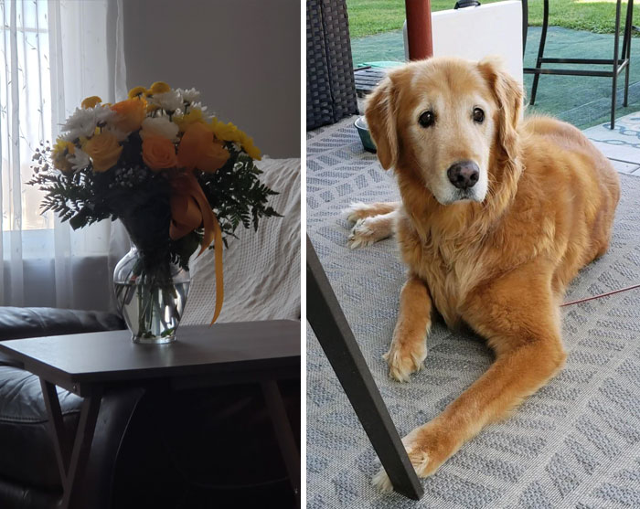 Bought Something For Our Dog On Chewy, But He Died Before It Got Here. Not Only Did They Refund Us The Money, But Also They Sent Us Flowers That Were The Color Of His Fur