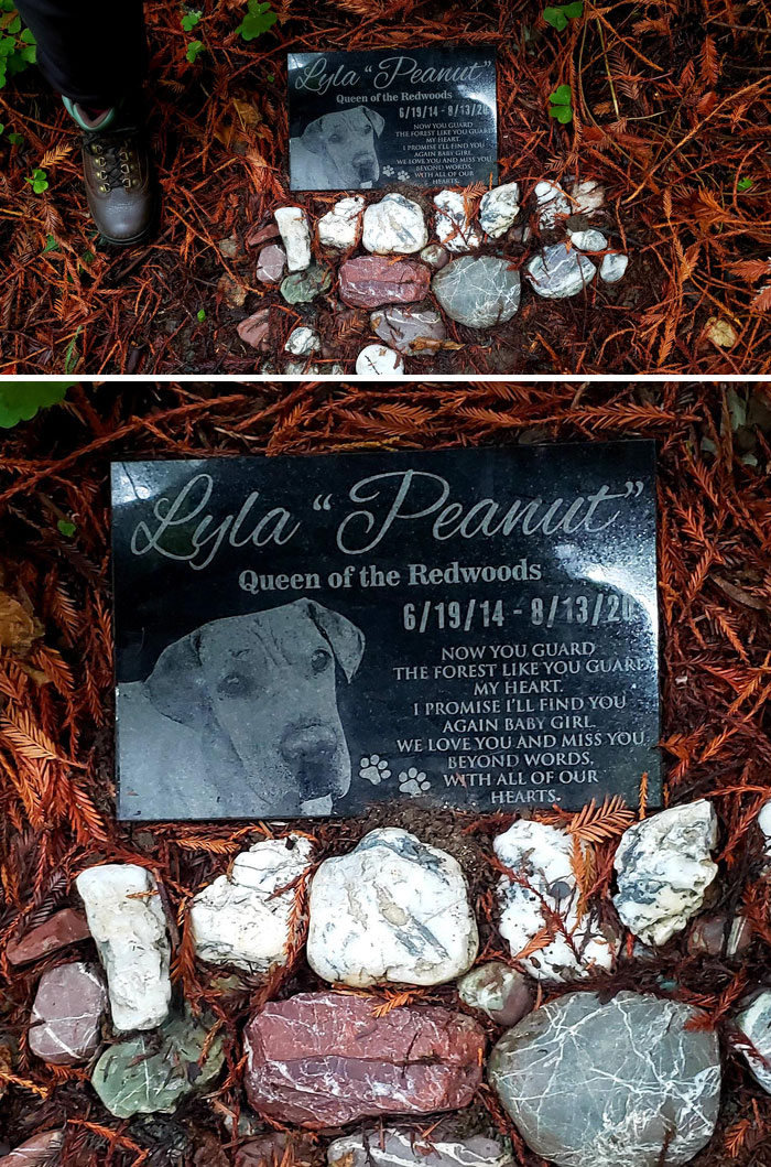 I Found This Memorial In The Redwoods, Random Hikers Brought Rocks To Pay Respects To Peanut