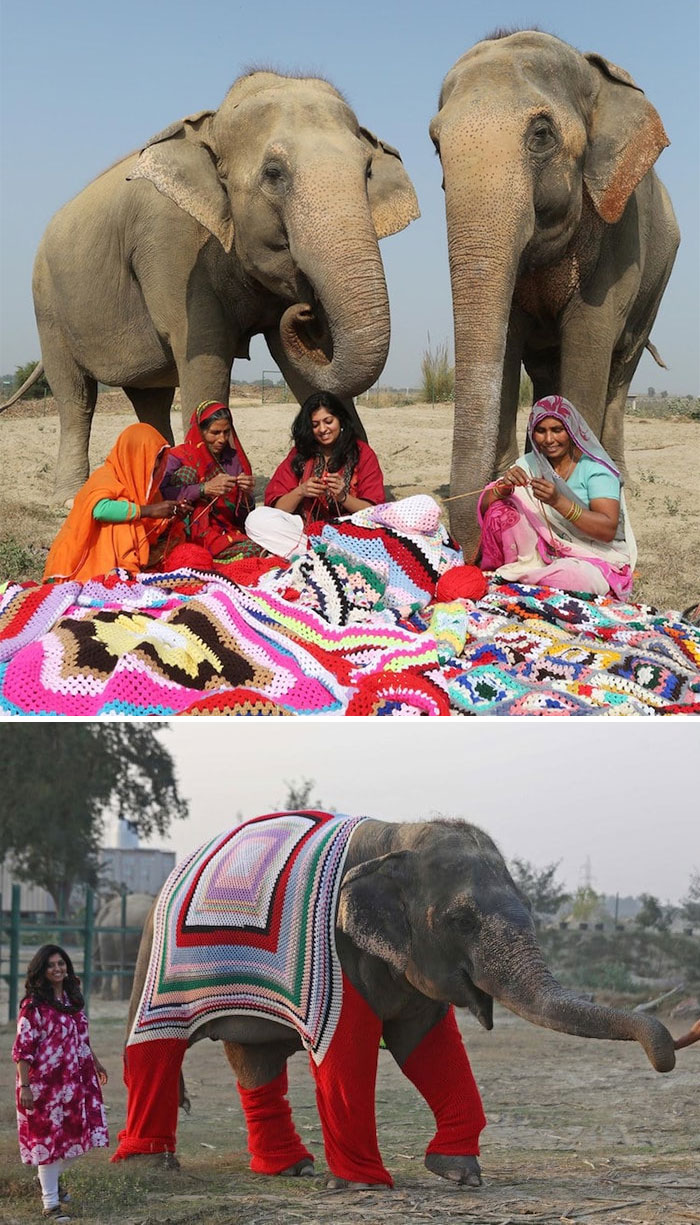 Las habitantes de este pueblo en India hicieron jerseis gigantes para estos elefantes rescatados