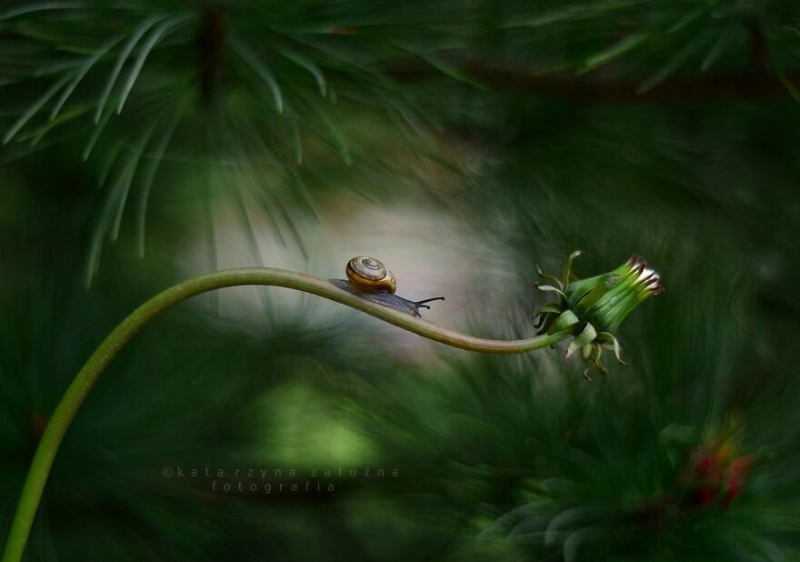 My 30 Macro Pictures Of Snails In Bokeh (30 Pics)