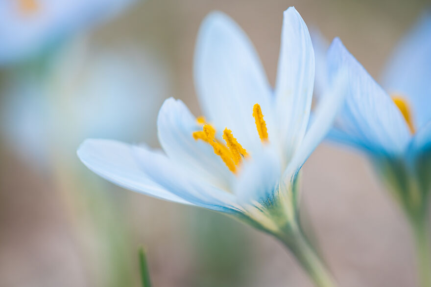 A Rare Variety Of Blue Crocus From Turkey