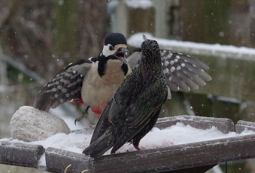 Greater-Spotted Woodpecker Squaring Off To A Starling