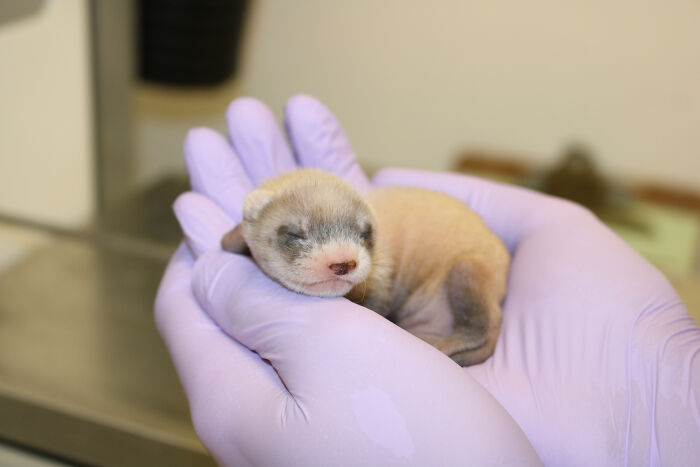 Scientists Successfully Clone A Ferret That Died In 1988, And This Might Be A Way Of Protecting Endangered Species
