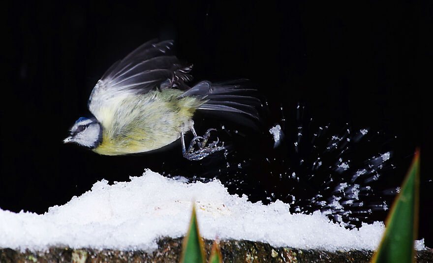 Blue Tit Taking Off In The Snow