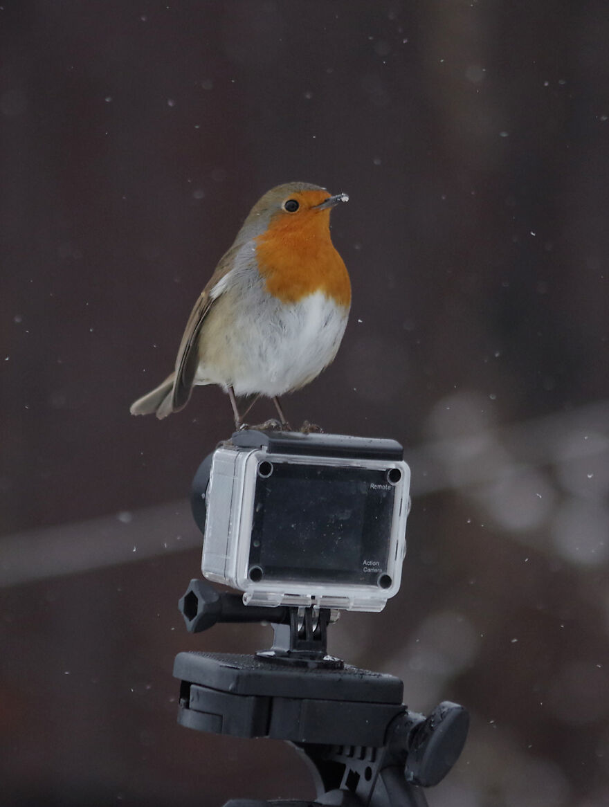 I Tried To Get Some Video Footage Of The Robins In The Snow, But They Had Other Ideas