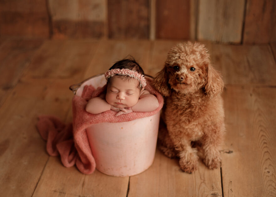 I Took Pictures Of A Family With Their Newborn Baby And Dogs (10 Pics)