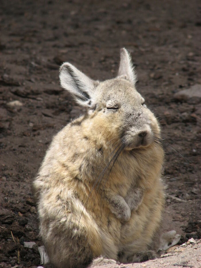 This Very Un-Entertained And Sleepy Creature From South America Is Everyone’s New Spirit Animal