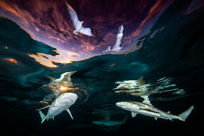 ‘Sharks’ Skylight’ By Renee Capozzola (United States), 1st Place In 'Wide Angle' And Overall Winner Of The Contest