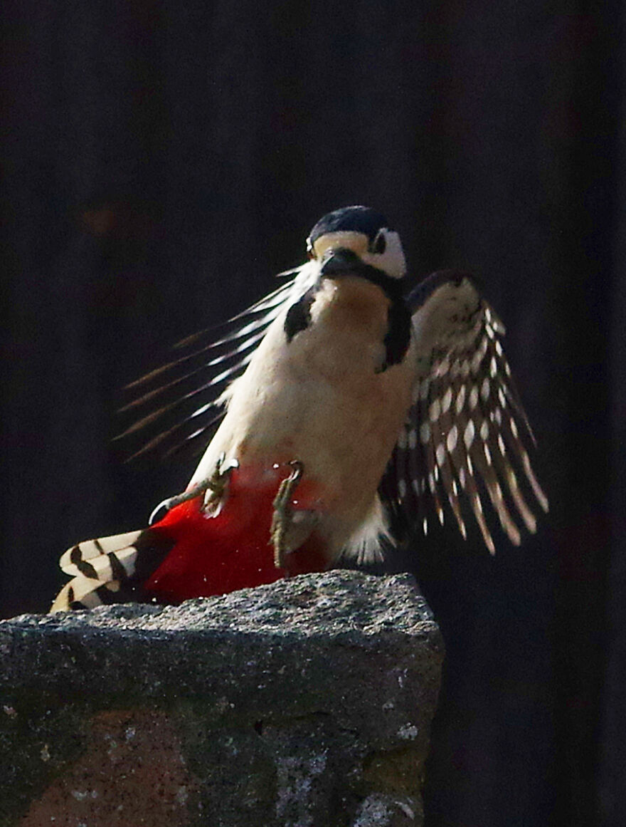 Woodpecker Coming In To Land