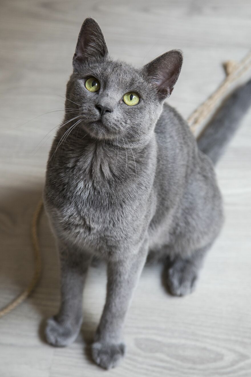 10 Beautiful Cat Breeds (My Opinion)