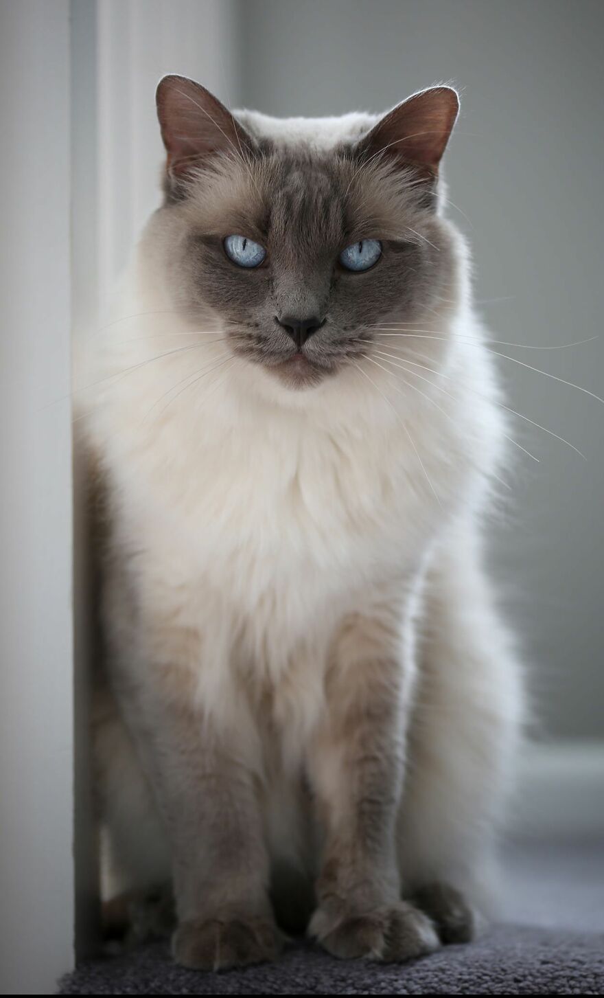 10 Beautiful Cat Breeds (My Opinion)
