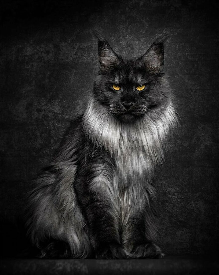 10 Beautiful Cat Breeds (My Opinion)