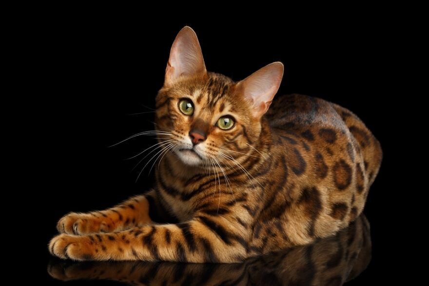 10 Beautiful Cat Breeds (My Opinion)