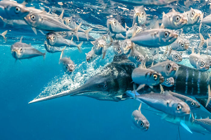 ‘A Striped Marlin In A High Speed Hunt In Mexico' By Karim Iliya (United States), 1st Place In 'Behaviour'