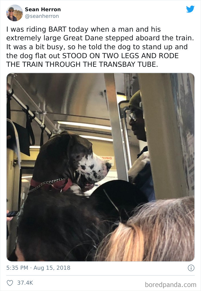 Dog Riding The Train On Two Legs