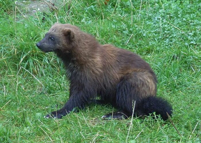 Til Wolverine Dads Often Visit Their Young Until They Reach 10 Weeks Of Age. Sometimes When The Young Reach 6 Months Of Age, They May Reconnect With Their Fathers And Travel Together For A Time