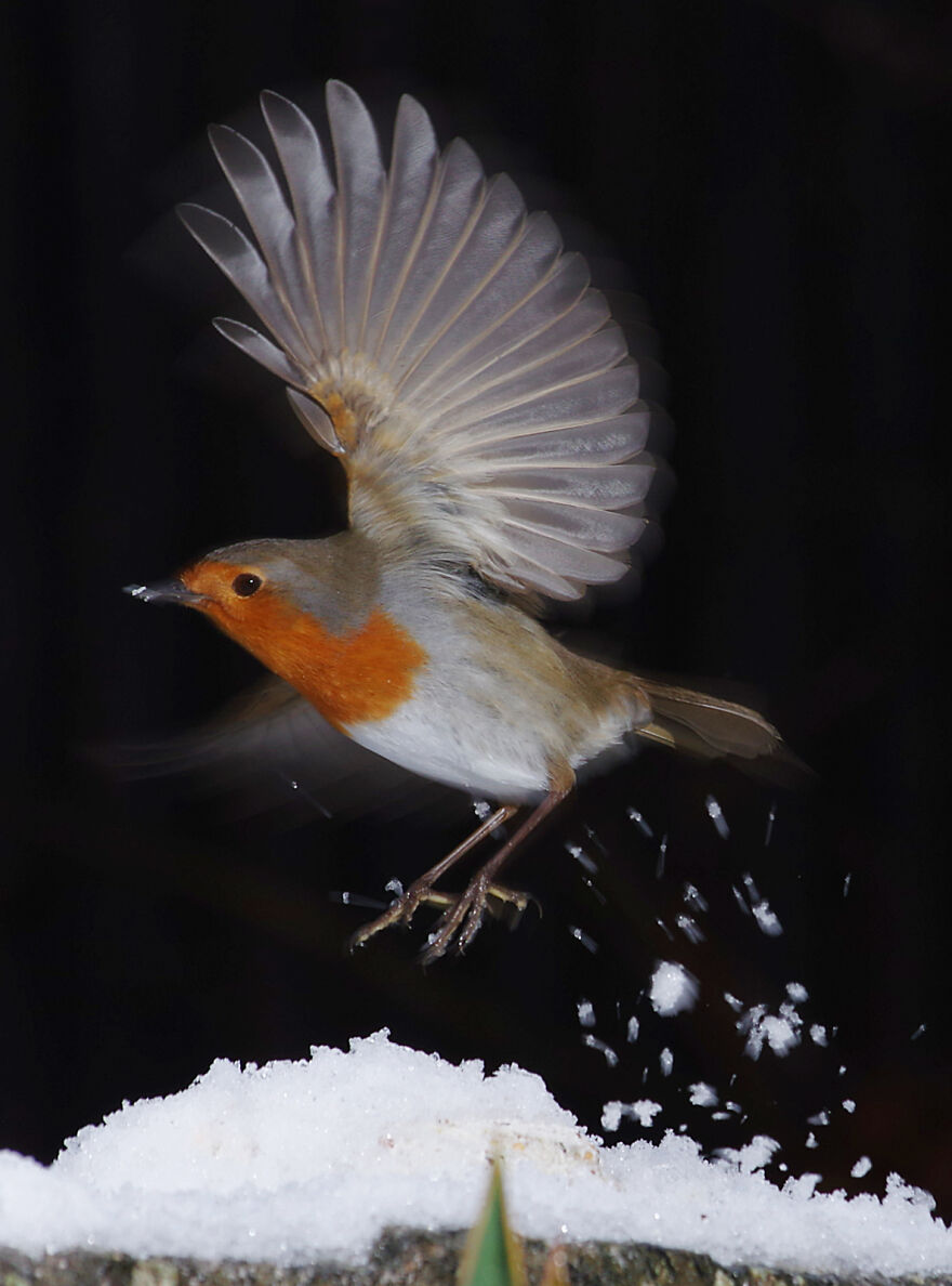 Robin Taking Off In The Snow. We Have Four Resident Robins Who Spend Most Of Their Time Trying To Chase Each Other Away