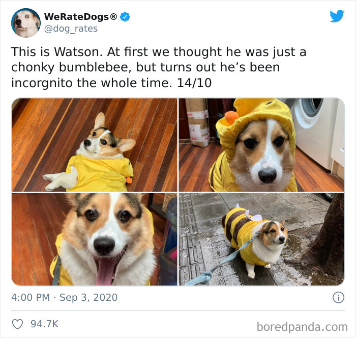We-Rate-Dogs-Twitter