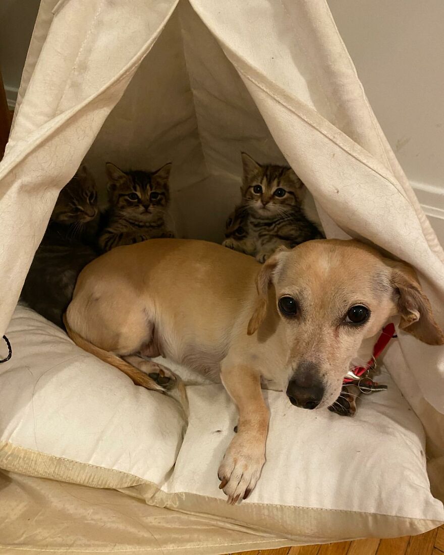 Kona the selfless dog camping with kitten