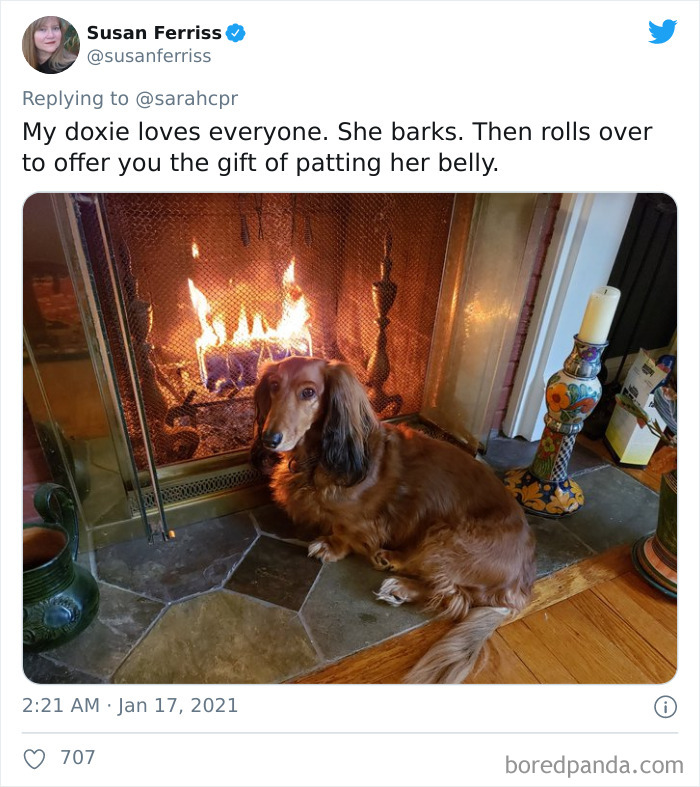 Funny-Informative-Dachshunds-Tweets