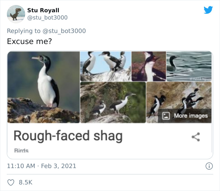 Rough-Faced Shag
