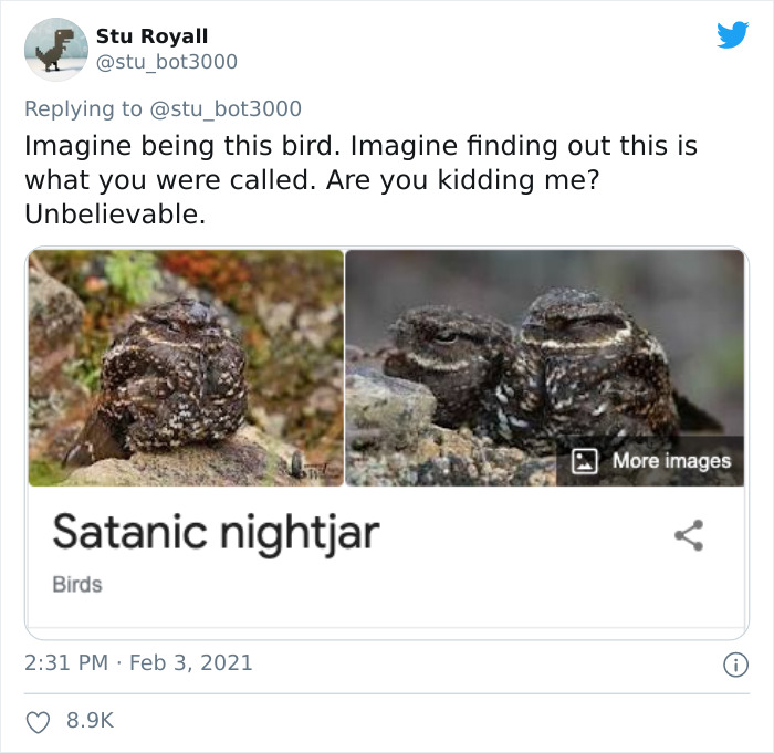 Satanic Nightjar