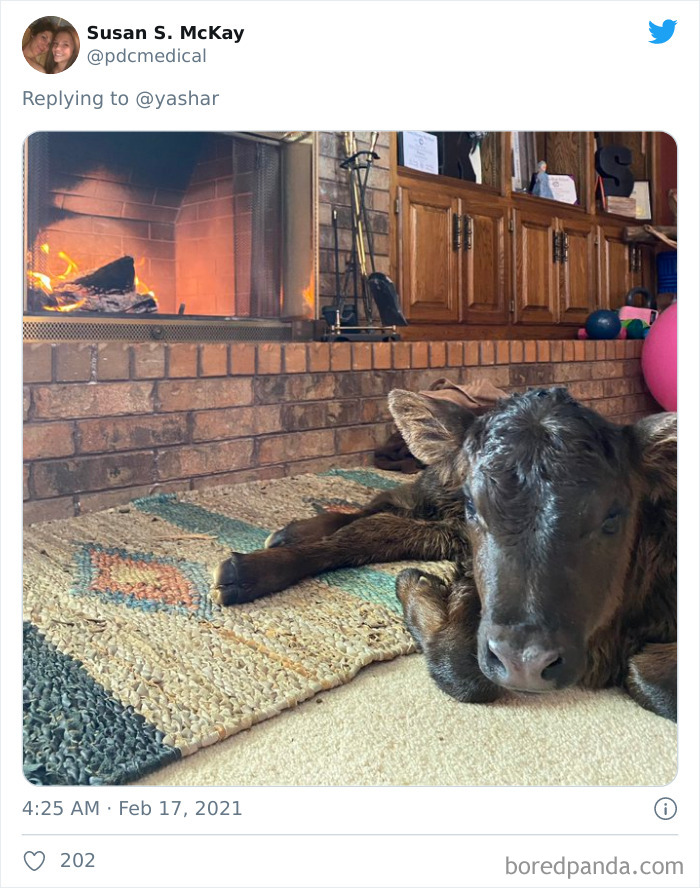 Texans Are Bringing Farm And Wild Animals Inside To Keep Them Warm During The Cold Wave (19 Pics)