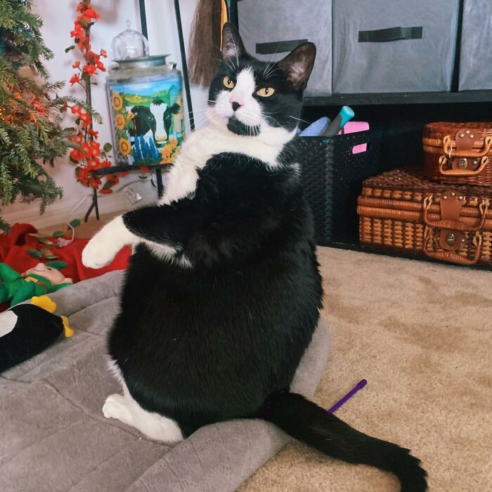 This Chonky Cat Is Going Viral For Standing Like A Penguin