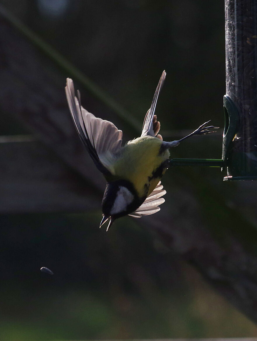 Great Tit Chasing After A Sunflower Seed It Just Dropped