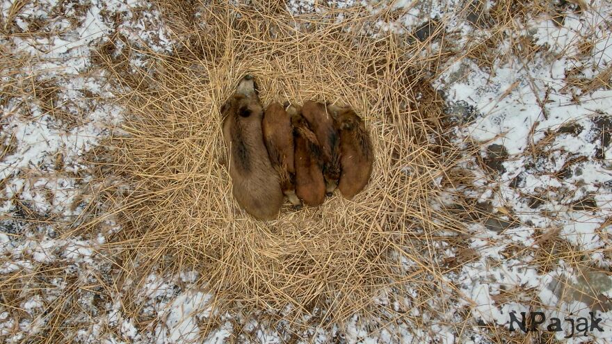 This Sleeping Boar Family Is The Cutest Thing You'll See Today