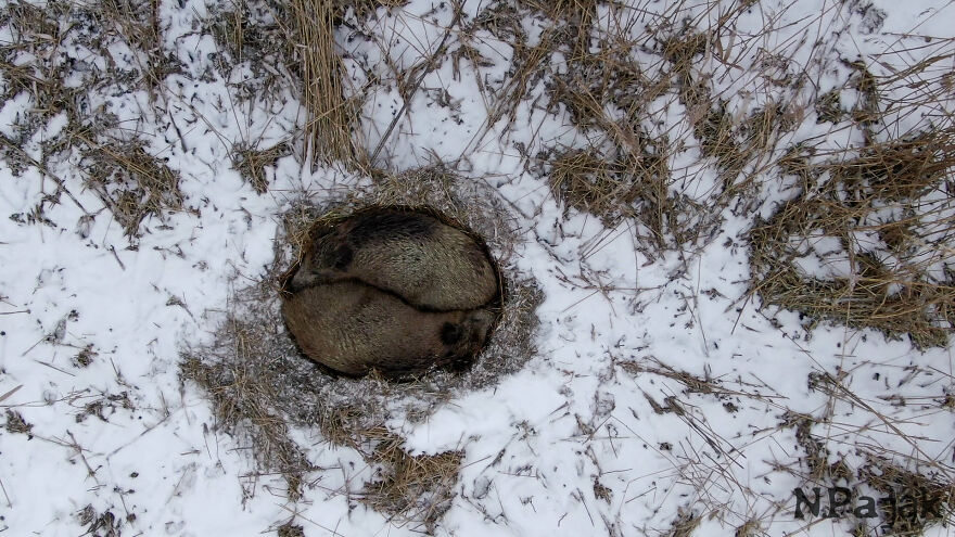 This Sleeping Boar Family Is The Cutest Thing You'll See Today