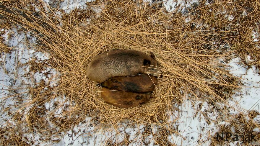 This Sleeping Boar Family Is The Cutest Thing You'll See Today