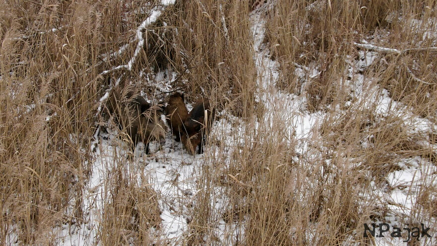 This Sleeping Boar Family Is The Cutest Thing You'll See Today